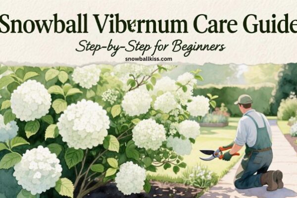 snowball viburnum