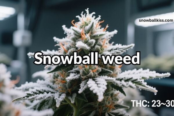 snowball weed