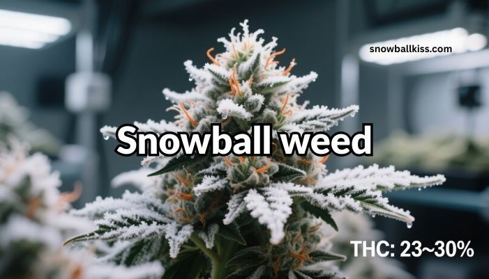 snowball weed