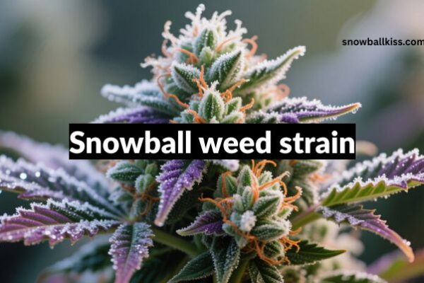 snowball weed strain
