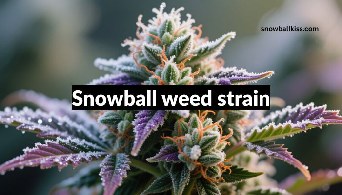 snowball weed strain