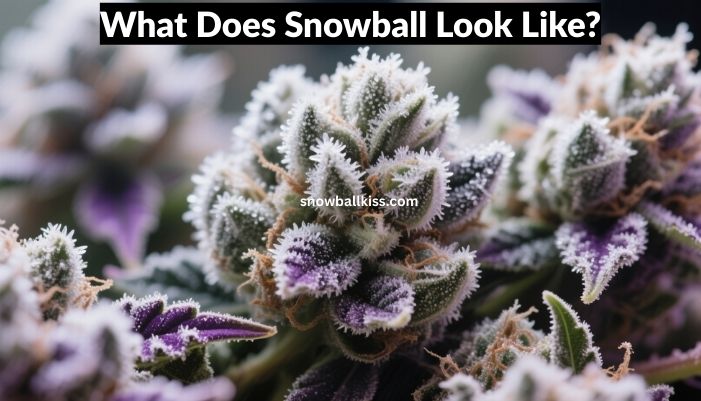 snowball weed strain 